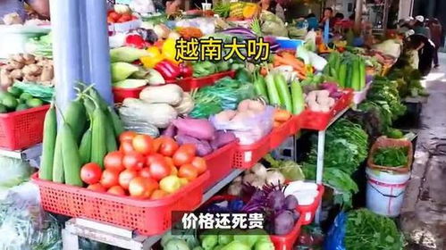 價(jià)格劣勢(shì)致越南農(nóng)產(chǎn)品出口中國受挫，國際貿(mào)易競(jìng)爭(zhēng)加劇初級(jí)農(nóng)產(chǎn)品挑戰(zhàn)