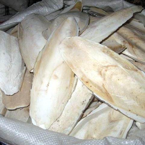 探秘海洋饋贈 大海螵蛸（烏賊骨）的藥用價值與甄選之道