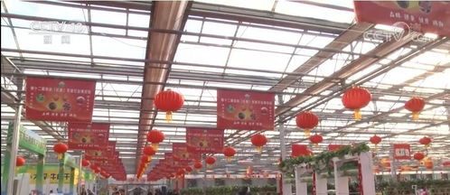 歡喜過大年丨吉林長春 農博園里年味濃，特色農產受熱捧
