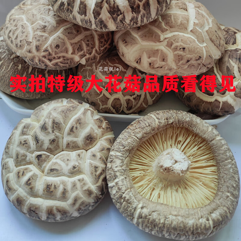 厘米椴木大香菇 探秘優質初級農產品的魅力